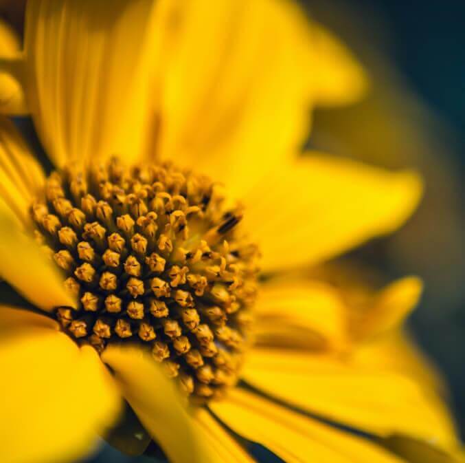 flower-best-choice-1