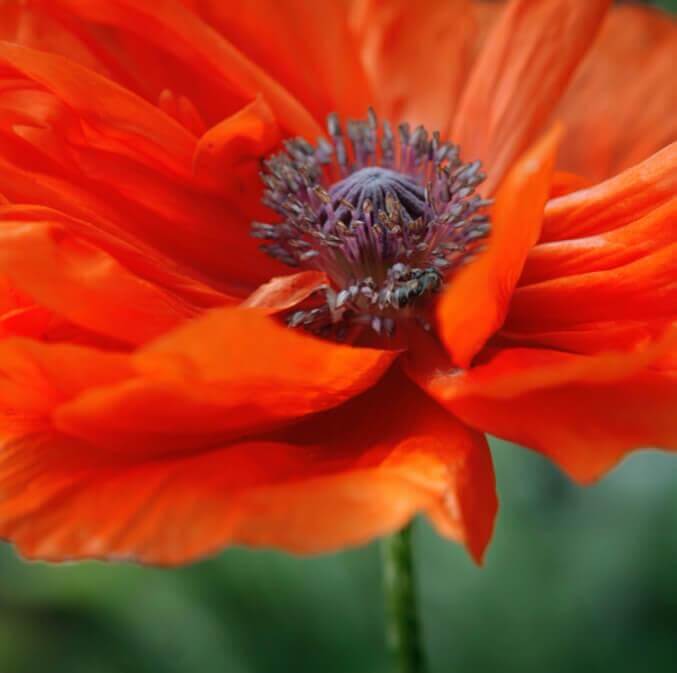 flower-best-choice-2